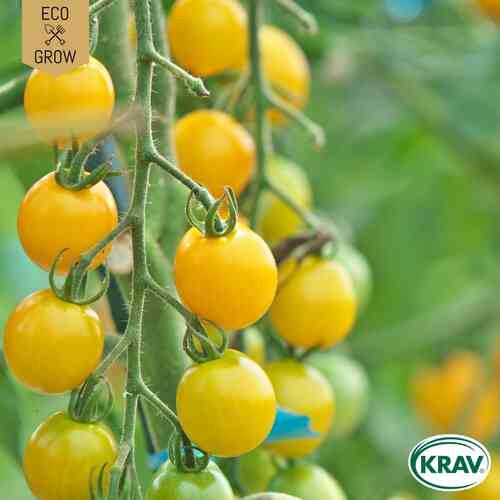 EKO Körsbärstomat 'Goldkrone' EKO Körsbärstomat 'Goldkrone'