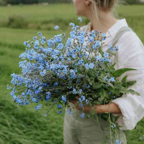 Chinese forgetmenot 'Mystic Blue' Chinese forgetmenot 'Mystic Blue'