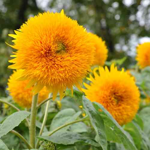 Auringonkukka 'Double Sungold' Auringonkukka 'Double Sungold'