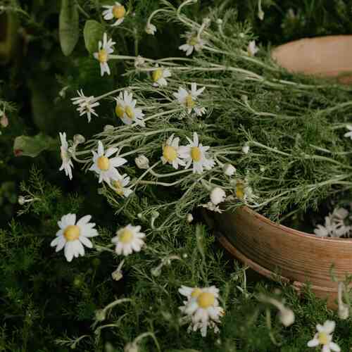 EKO Kamomill EKO Kamomill