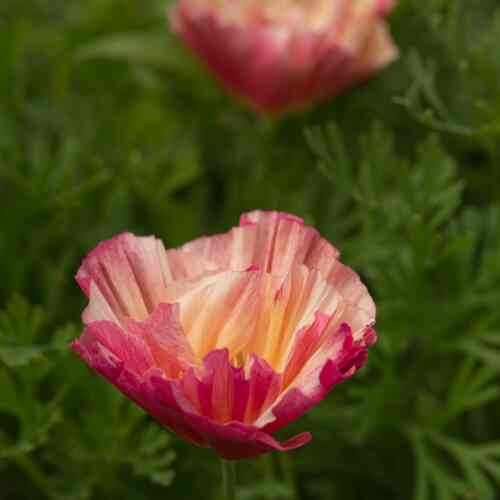 Sömntuta - Thai Silk Rose Chiffon Sömntuta - Thai Silk Rose Chiffon