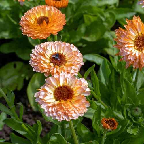 Ringblomma 'Pink Surprise' Ringblomma 'Pink Surprise'