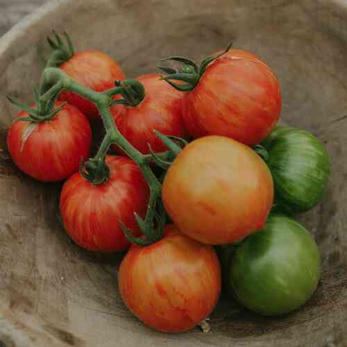 Tomat 'Tigerella' Tomat 'Tigerella'