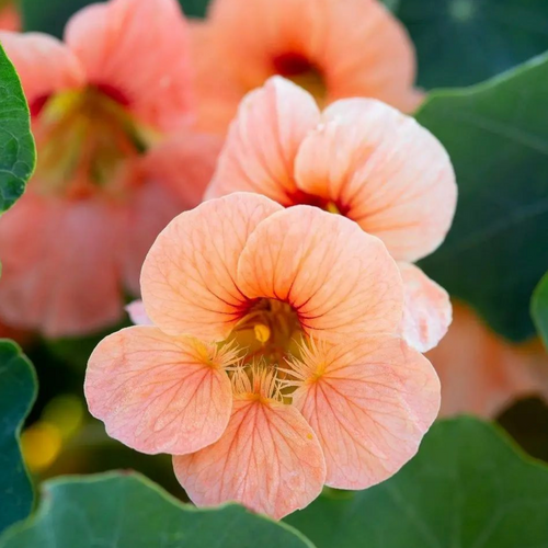 Pensaskrassi 'Salmon Baby' Pensaskrassi 'Salmon Baby'