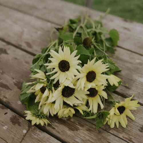 Miniatyrsolros 'Italian White' Miniatyrsolros 'Italian White'