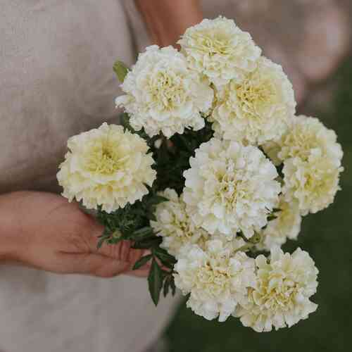 Isosamettikukka 'Vanilla' Isosamettikukka 'Vanilla'