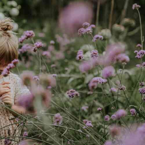 Jättiverbena Jättiverbena