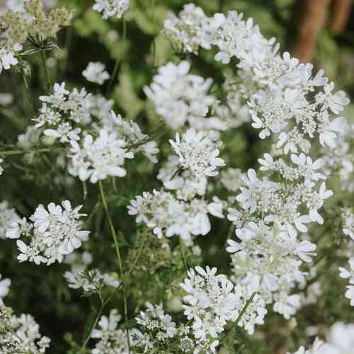 Blomsterkörvel 'White Lace' Blomsterkörvel 'White Lace'