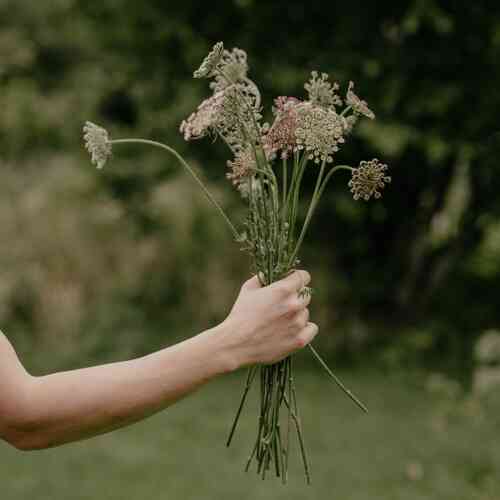 Blomstermorot 'Dara' Blomstermorot 'Dara'