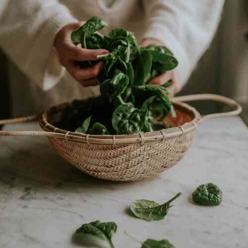 EKO Spenat 'Giant Winter' EKO Spenat 'Giant Winter'