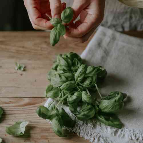 EKO Basilika 'Italiano Classico' EKO Basilika 'Italiano Classico'