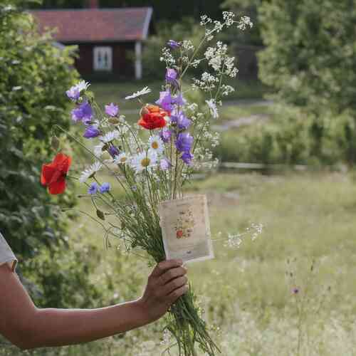 Svensk ängsblandning Svensk ängsblandning