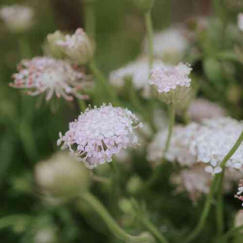 Blåparasoll 'Lace Pink' Blåparasoll 'Lace Pink'