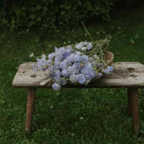 Blåparasoll 'Lace Blue' Blåparasoll 'Lace Blue'