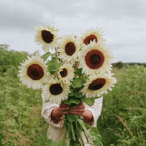 Solros 'Pro Cut White Nite' F1 Solros 'Pro Cut White Nite' F1