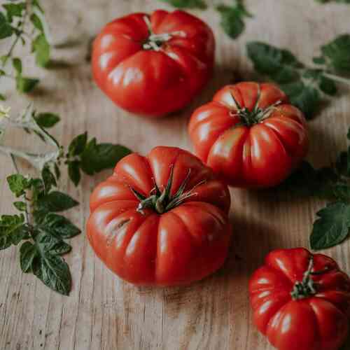 XL Bifftomat 'Brutus' XL Bifftomat 'Brutus'