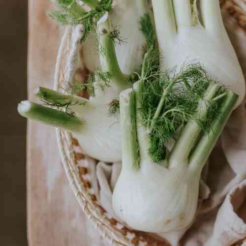 Sötfänkål 'Fino' Sötfänkål 'Fino'