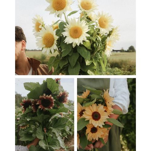 Solros 'Solero Mix' Solros 'Solero Mix'