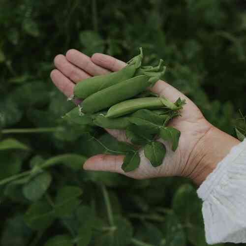 Brytsockerärt 'Delikett' Brytsockerärt 'Delikett'