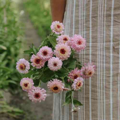 Zinnia 'Zinderella Lilac' Zinnia 'Zinderella Lilac'