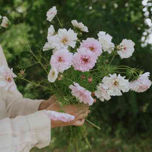 Rosenskära 'Double Click Bicolour Pink Rosenskära 'Double Click Bicolour Pink