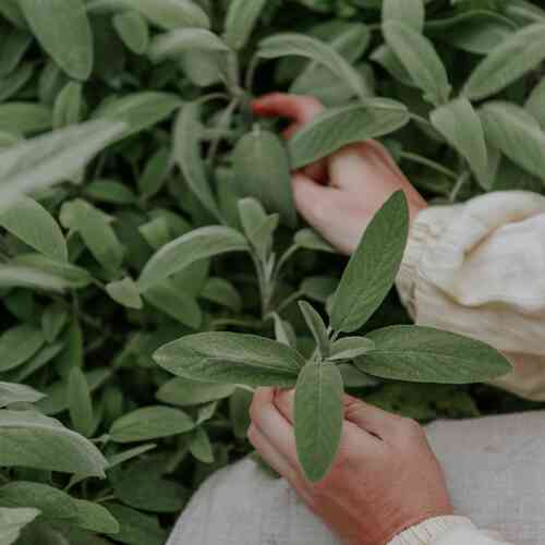 EKO Kryddsalvia EKO Kryddsalvia