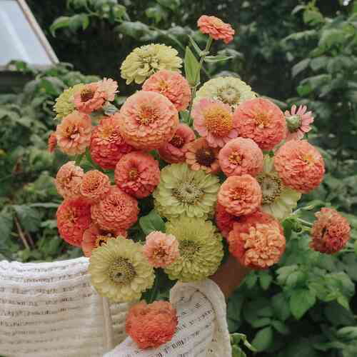 Zinnia 'Amalfi Mix' Zinnia 'Amalfi Mix'