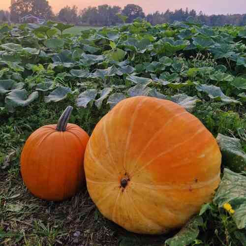 Cucurbita maxima 'Atlantic Giant' Cucurbita maxima 'Atlantic Giant'
