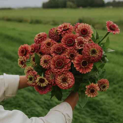Zinnia 'Queeny Lime Red' Zinnia 'Queeny Lime Red'