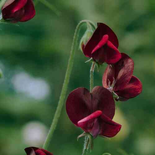 Luktärt 'Spring Sunshine Burgundy' Luktärt 'Spring Sunshine Burgundy'