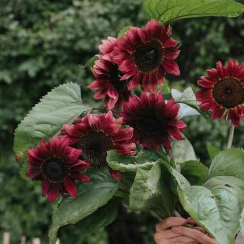 Solros 'Pro cut Red' F1 Solros 'Pro cut Red' F1