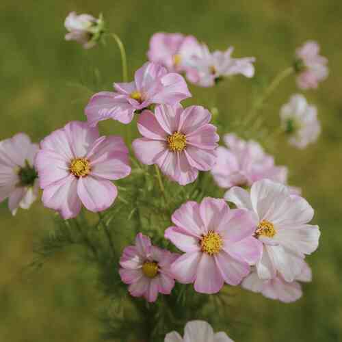 Rosenskära 'Apollo Lovesong'/'Cosimo Collarette' Rosenskära 'Apollo Lovesong'/'Cosimo Collarette'