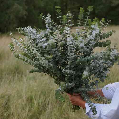 Eucalyptus 'Baby Blue Spiral' Eucalyptus 'Baby Blue Spiral'