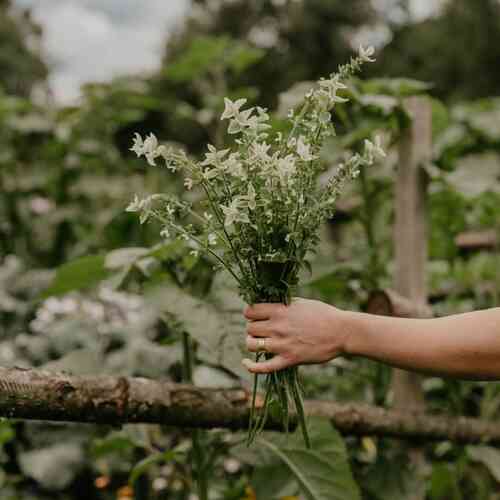 Blåbladig Broksalvia 'White Swan' Blåbladig Broksalvia 'White Swan'