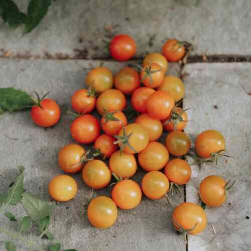Körsbärstomat 'Sungold' Körsbärstomat 'Sungold'