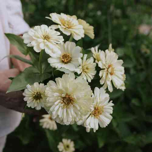 Tsinnia 'Dreamland Ivory' Tsinnia 'Dreamland Ivory'