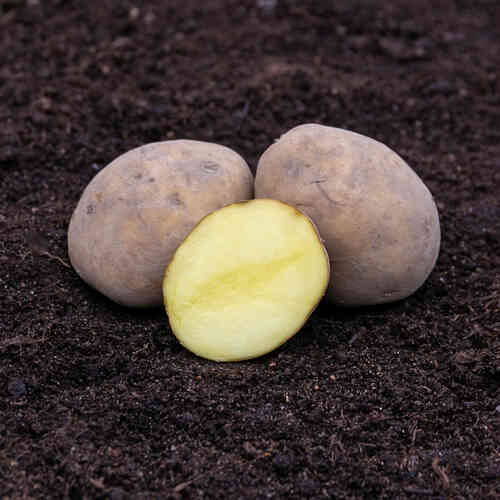 Solist siemenperuna 1 kg Solist siemenperuna 1 kg