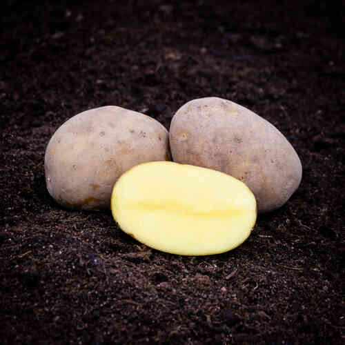 Lady Felicia sättpotatis 1 kg Lady Felicia sättpotatis 1 kg