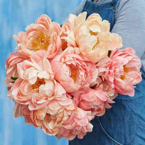 Hybridpion 'Coral Sunset' Hybridpion 'Coral Sunset'