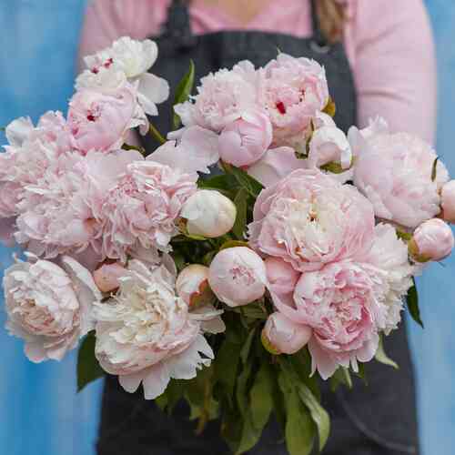 Luktpion 'Alertie' Luktpion 'Alertie'