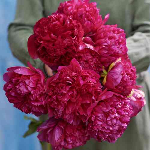 Hybridpion 'Henry Bockstoce' Hybridpion 'Henry Bockstoce'