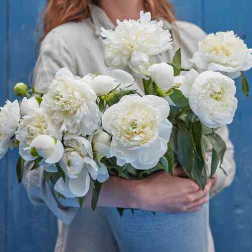 Luktpion 'Duchess de Nemours' Luktpion 'Duchess de Nemours'