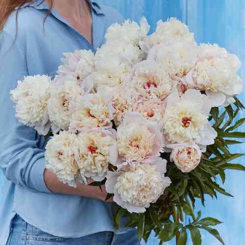 Luktpion 'Shirley Temple' Luktpion 'Shirley Temple'