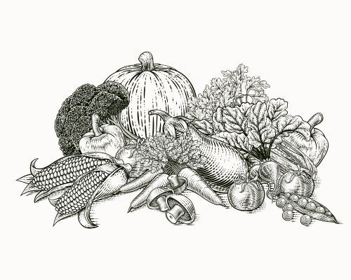 Vihannesten, juuresten ja yrttien kasvatus Vihannesten, juuresten ja yrttien kasvatus