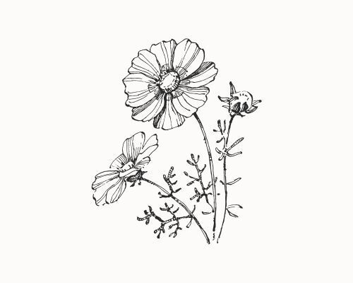 Kukkien kasvatus siemenestä Kukkien kasvatus siemenestä