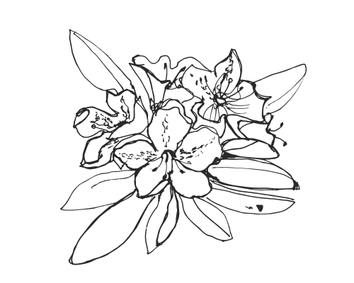 Alppiruusut - istutus ja hoito Alppiruusut - istutus ja hoito