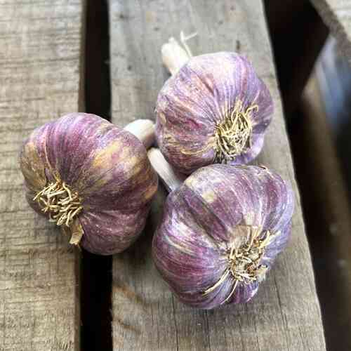 Kotimainen valkosipuli 'Germidour' Kotimainen valkosipuli 'Germidour'