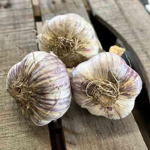 Kotimainen valkosipuli 'Aleksandra' JUMBO Kotimainen valkosipuli 'Aleksandra' JUMBO